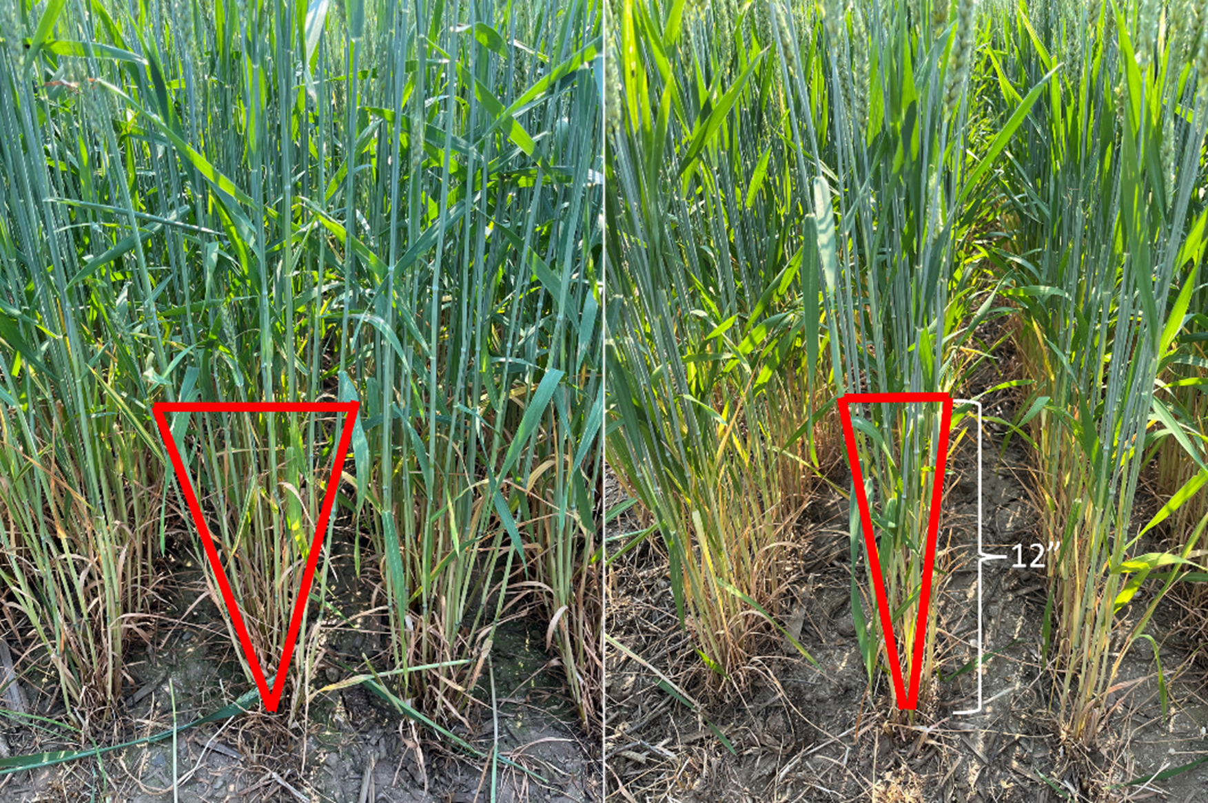 Field photo of two winter wheat canopy types with red triangle overlays illustrating tiller angle. The left side (Planophile) shows wider tiller angles, filling space lower to the ground. The right side (Erectophile) shows narrower, upright tillers with more open space at the base. A 12-inch scale is marked for reference.